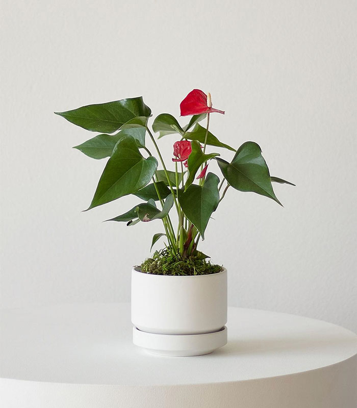 گل آنتوریوم - پادشاه قلب‌ها