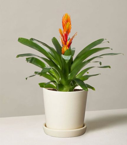 اسپری مخصوص شاخ و برگ گیاهان آپارتمانی - تصویر 3