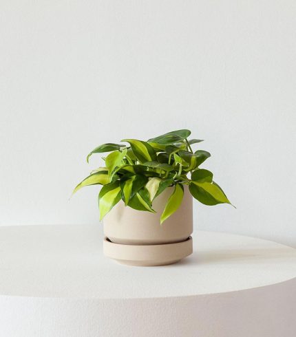 آبپاش پلاستیکی - تصویر 5