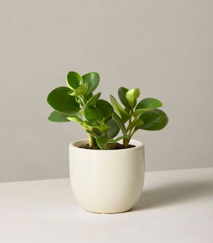 اسپری مخصوص شاخ و برگ گیاهان آپارتمانی - تصویر 2