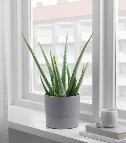 براق کننده طبیعی برگ با روغن چریش - تصویر 5