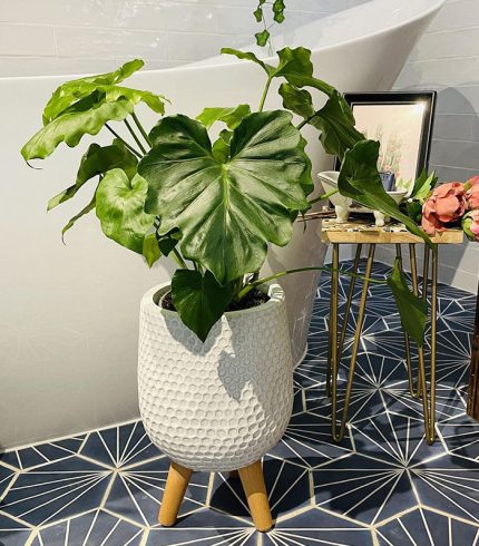 گل قابلمه میکا دورو - تصویر 3