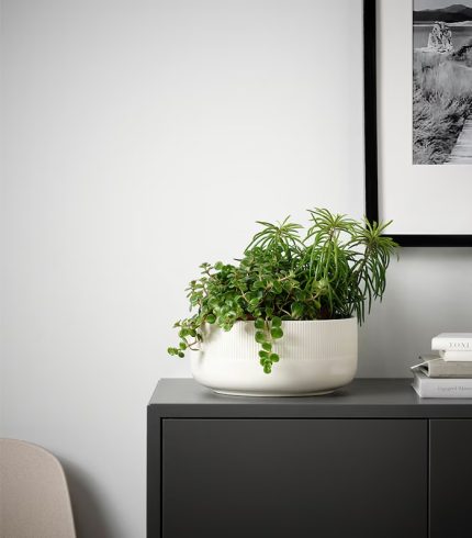 گل آنتوریوم - پادشاه قلب‌ها - تصویر 5