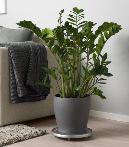 گل بروملیاد وریسه - تصویر 5